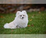 Small Photo #5 Pomeranian Puppy For Sale in WOOD DALE, IL, USA