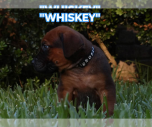 America Bandogge Mastiff Puppy for sale in DEER PARK, TX, USA