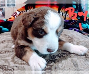 Australian Shepherd-Cocker Spaniel Mix Puppy for sale in INCHELIUM, WA, USA