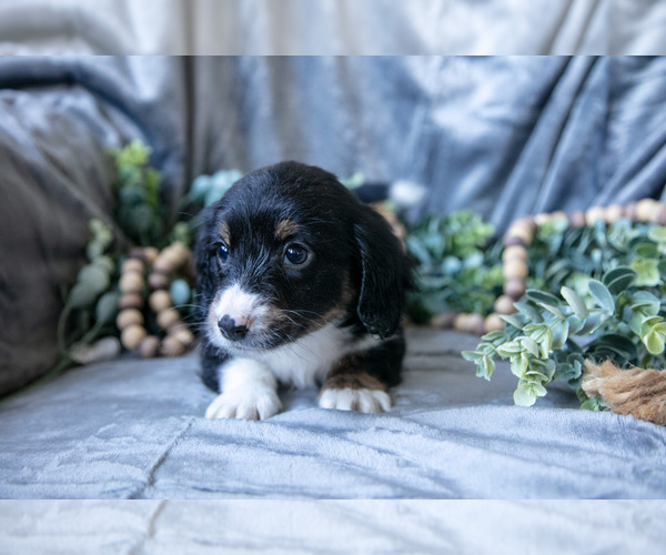 Medium Photo #3 Dachshund-Siberian Husky Mix Puppy For Sale in ELIZABETHTOWN, PA, USA