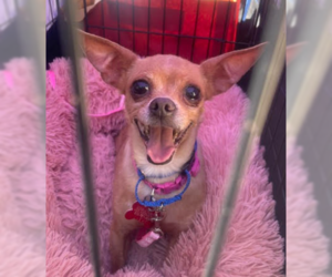 Buscemi - Female Chihuahua Dog for Adoption - Photo #4