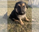 Small Photo #1 German Shepherd Dog Puppy For Sale in HANNA CITY, IL, USA