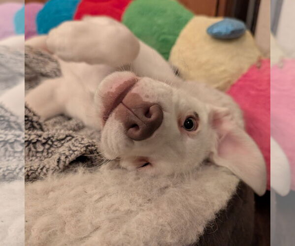 Medium Photo #5 Pointer-Unknown Mix Puppy For Sale in Fargo, ND, USA