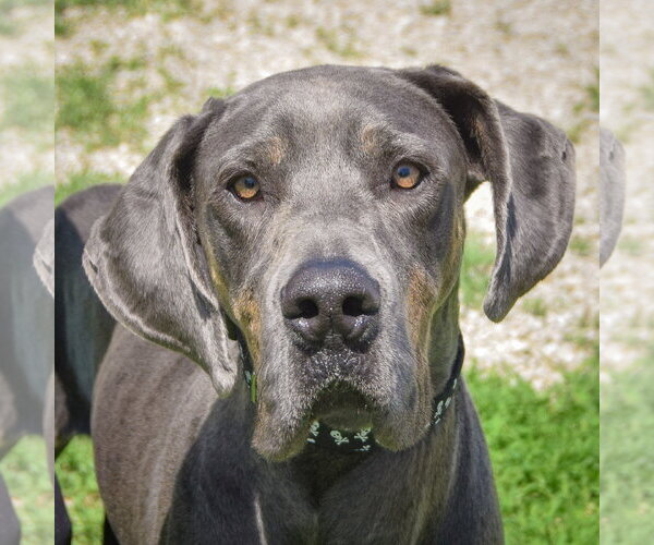 Medium Photo #4 Great Dane Puppy For Sale in Huntley, IL, USA