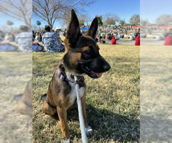 Medium Photo #7 Mutt Puppy For Sale in Imlay City, MI, USA