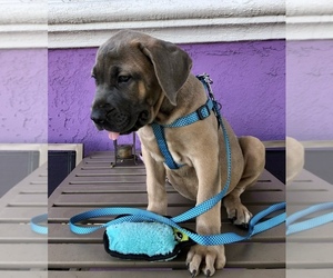 Cane Corso Puppy for Sale in SOUTH GATE, California USA