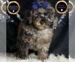 Small Poodle (Toy)