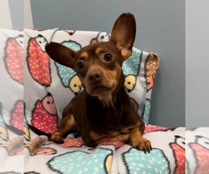 Chiweenie Dogs for adoption in Weston, FL, USA
