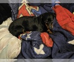 Small Photo #1 Dachshund Puppy For Sale in SPIRO, OK, USA