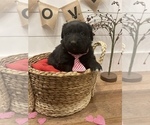 Small Photo #6 Aussiedoodle Miniature  Puppy For Sale in CENTRALIA, IL, USA