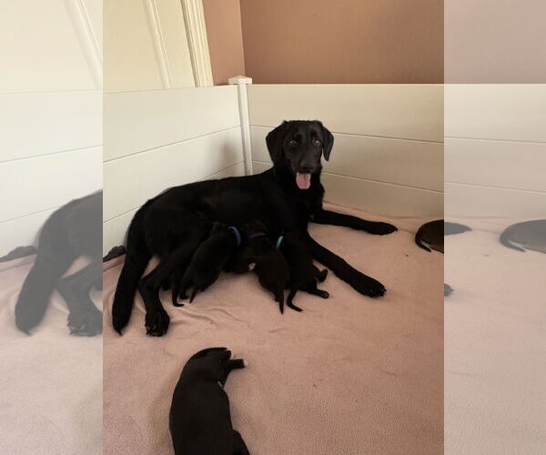 Medium Photo #6 Labrador Retriever-Unknown Mix Puppy For Sale in San Diego, CA, USA