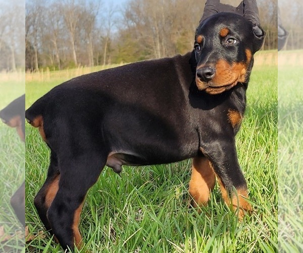 Medium Photo #2 Doberman Pinscher Puppy For Sale in MARYSVILLE, IN, USA