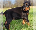 Small #1 Doberman Pinscher
