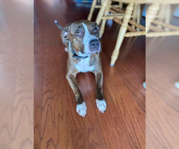 Medium Photo #14 Mountain Cur-Unknown Mix Puppy For Sale in Doylestown, PA, USA