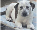 Small #2 Catahoula Leopard Dog-Pointer Mix