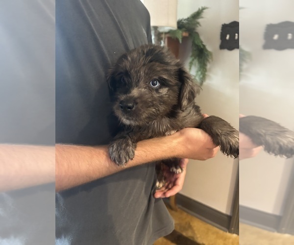 Medium Photo #5 F2 Aussiedoodle Puppy For Sale in BUSH, LA, USA