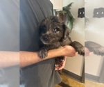 Small #4 F2 Aussiedoodle