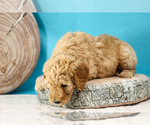 Small Photo #4 Goldendoodle Puppy For Sale in CARLOCK, IL, USA