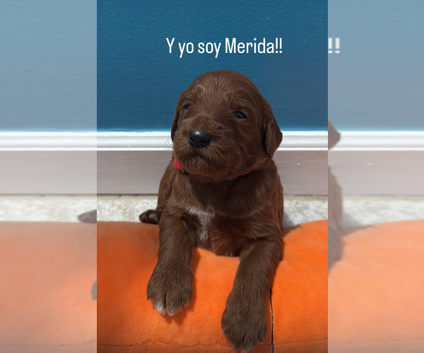 Medium Photo #1 Goldendoodle Puppy For Sale in PARKLAND, FL, USA