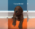 Puppy Merida Goldendoodle