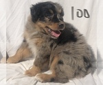 Small Photo #33 Australian Shepherd Puppy For Sale in SUNNYVALE, CA, USA
