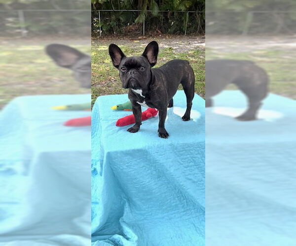 Medium Photo #12 French Bulldog Puppy For Sale in Weston, FL, USA