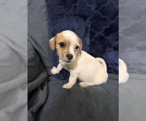 Medium Photo #2 Jack Russell Terrier-Unknown Mix Puppy For Sale in Ball Ground, GA, USA