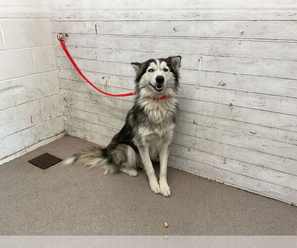 Medium Photo #1 Alaskan Malamute Puppy For Sale in San Bernardino, CA, USA