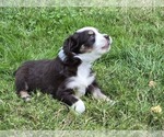 Puppy Cheezeit Miniature American Shepherd