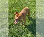 Small #1 Mutt