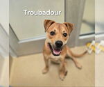 Small #2 American Pit Bull Terrier