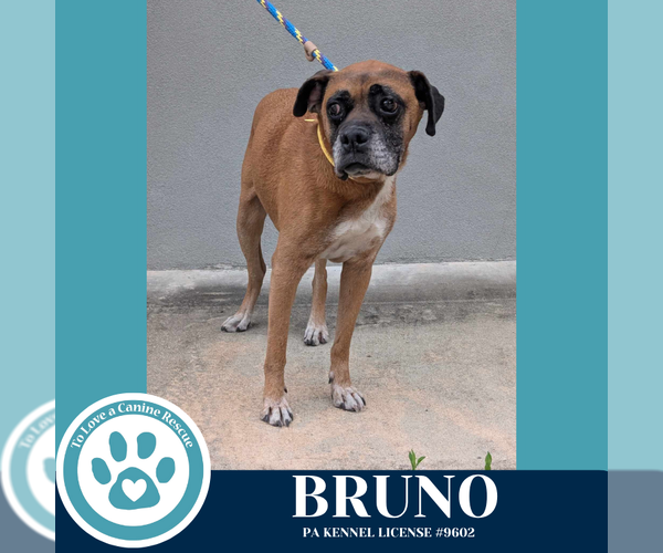 Medium Photo #7 Boxer Puppy For Sale in Kimberton, PA, USA