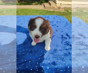 Miniature American Shepherd Puppy for sale in MONTGOMERY CITY, MO, USA