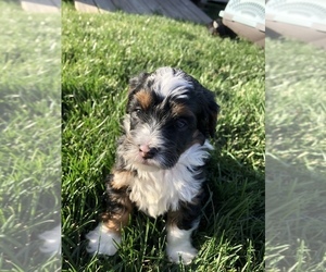 Miniature Bernedoodle-Poodle (Miniature) Mix Puppy for sale in ARTHUR, IL, USA