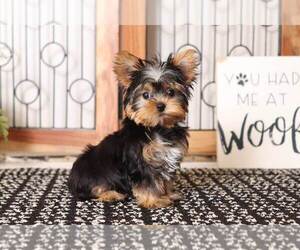 Yorkshire Terrier Puppy for sale in NAPLES, FL, USA