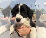 Small #1 Australian Shepherd-Great Pyrenees Mix