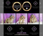 Small Photo #19 Maltipoo (Miniature) Puppy For Sale in WARSAW, IN, USA