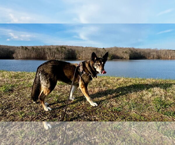Medium Photo #12 German Shepherd Dog Puppy For Sale in New Hill, NC, USA