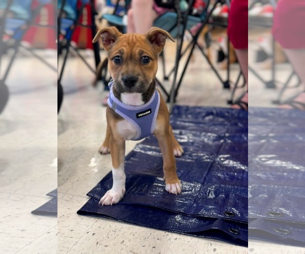 Medium Photo #2 American Staffordshire Terrier-Unknown Mix Puppy For Sale in Holly Springs, NC, USA