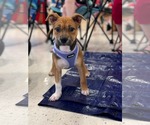 Small Photo #2 American Staffordshire Terrier-Unknown Mix Puppy For Sale in Holly Springs, NC, USA