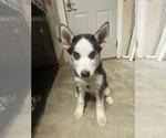 Small Photo #11 Siberian Husky Puppy For Sale in FLAT ROCK, MI, USA