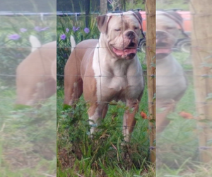 Father of the American Bulldog puppies born on 05/24/2019