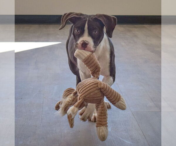 Medium Photo #7 American Staffordshire Terrier-Boxer Mix Puppy For Sale in Huntley, IL, USA