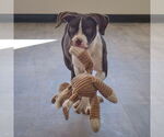 Small #6 American Staffordshire Terrier-Boxer Mix