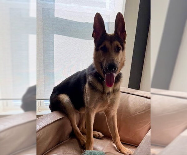 Medium Photo #4 German Shepherd Dog Puppy For Sale in Kansas City, MO, USA