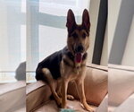 Small #3 German Shepherd Dog