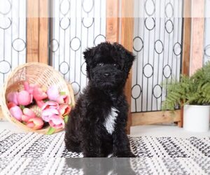 Poodle (Toy)-Yorkshire Terrier Mix Puppy for sale in NAPLES, FL, USA