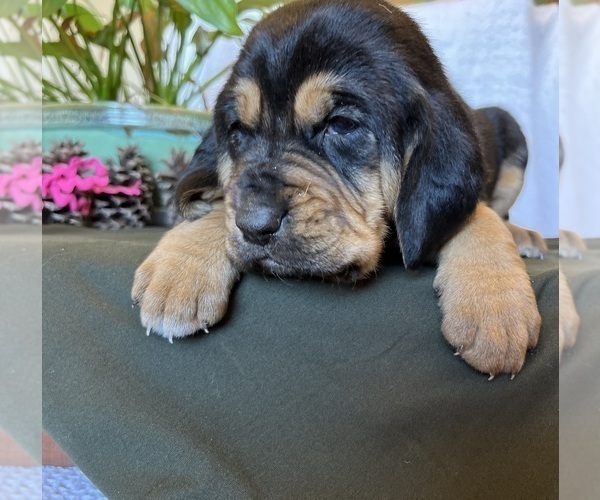 Medium Photo #5 Bloodhound Puppy For Sale in CROSSVILLE, AL, USA