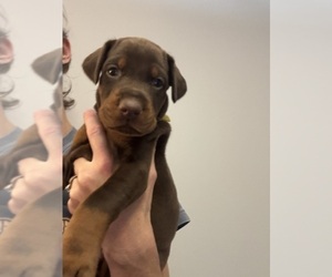 Medium Doberman Pinscher