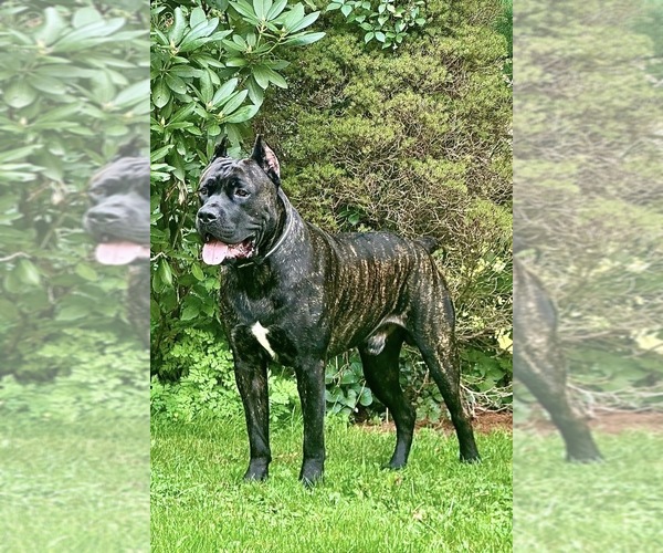 Medium Photo #1 Cane Corso Puppy For Sale in NEW FAIRFIELD, CT, USA